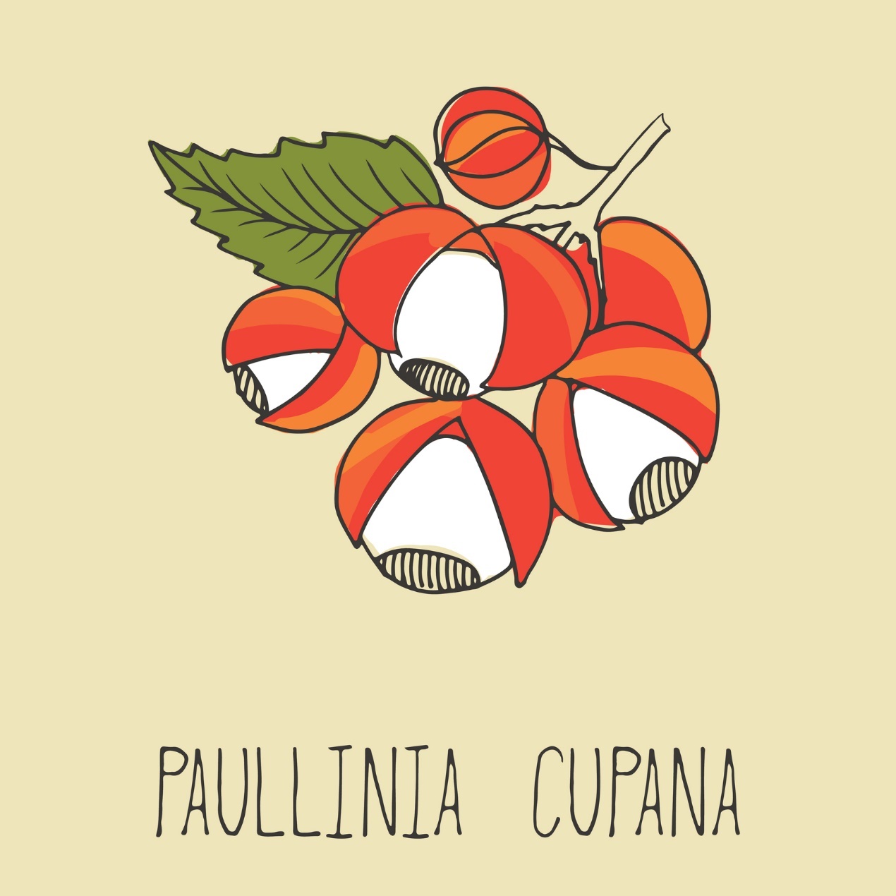 Guarana - Paullinia cupana Źródło: Getty Images Guarana - Paullinia cupana
