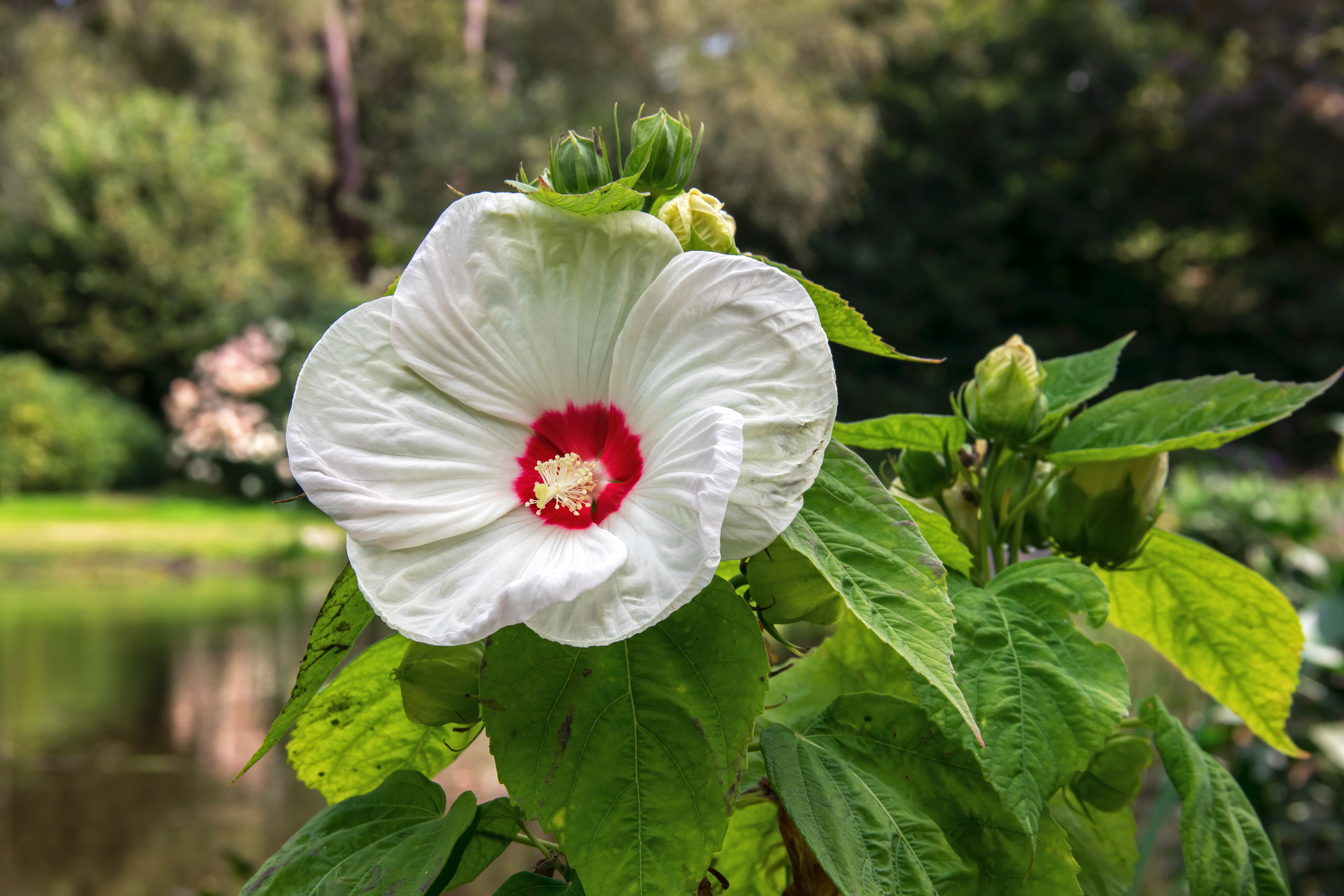 Źródło: Hibiscus moscheutos: Getty Images Hibiskus bagienny (Hibiscus moscheutos)