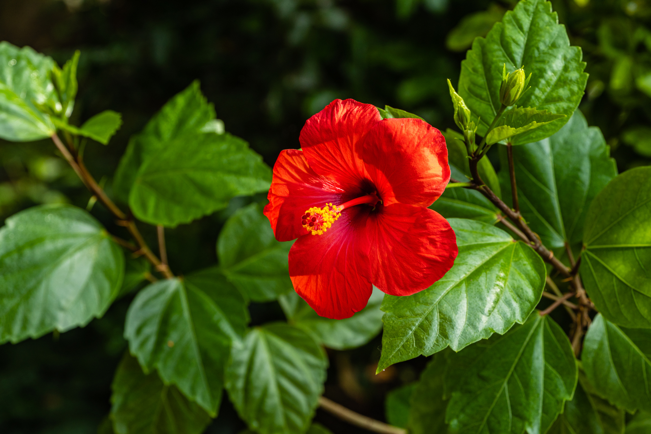 Hibiskus chiński (Hibiscus rosa-sinensis), znany również jako róża chińska. Źródło: Getty Images Hibiscus rosa-sinensis - róża chińska