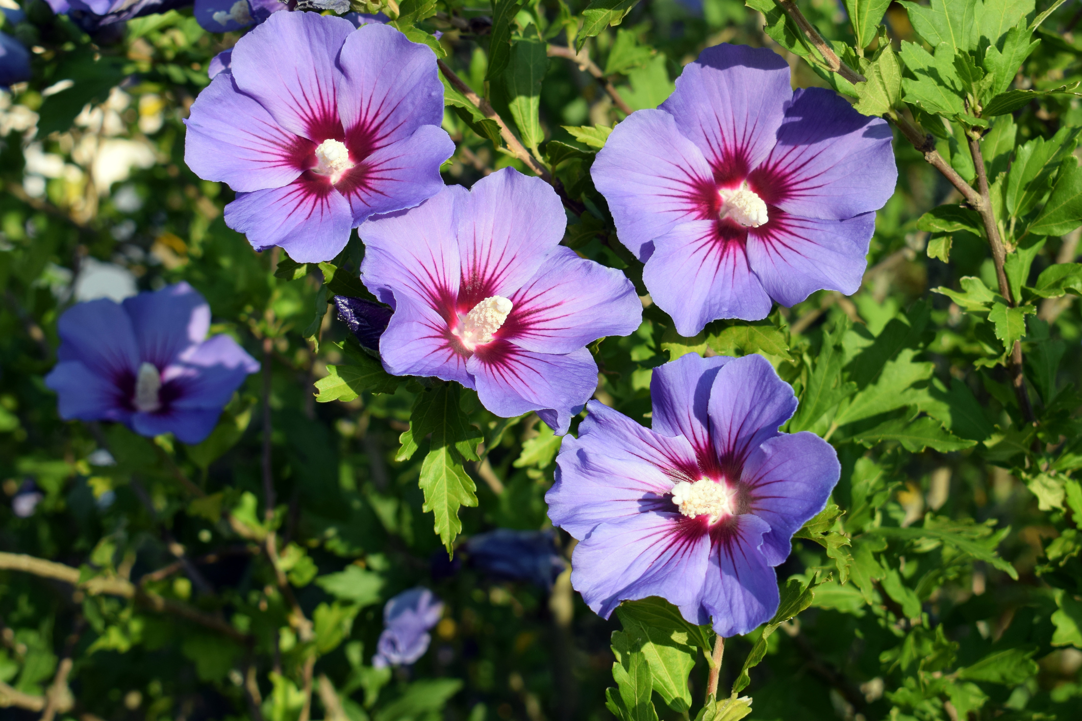 Poślubnik syryjski (Hibiscus syriacus) Źródło: Getty Images Hibiskus syryjski (Hibiscus syriacus)