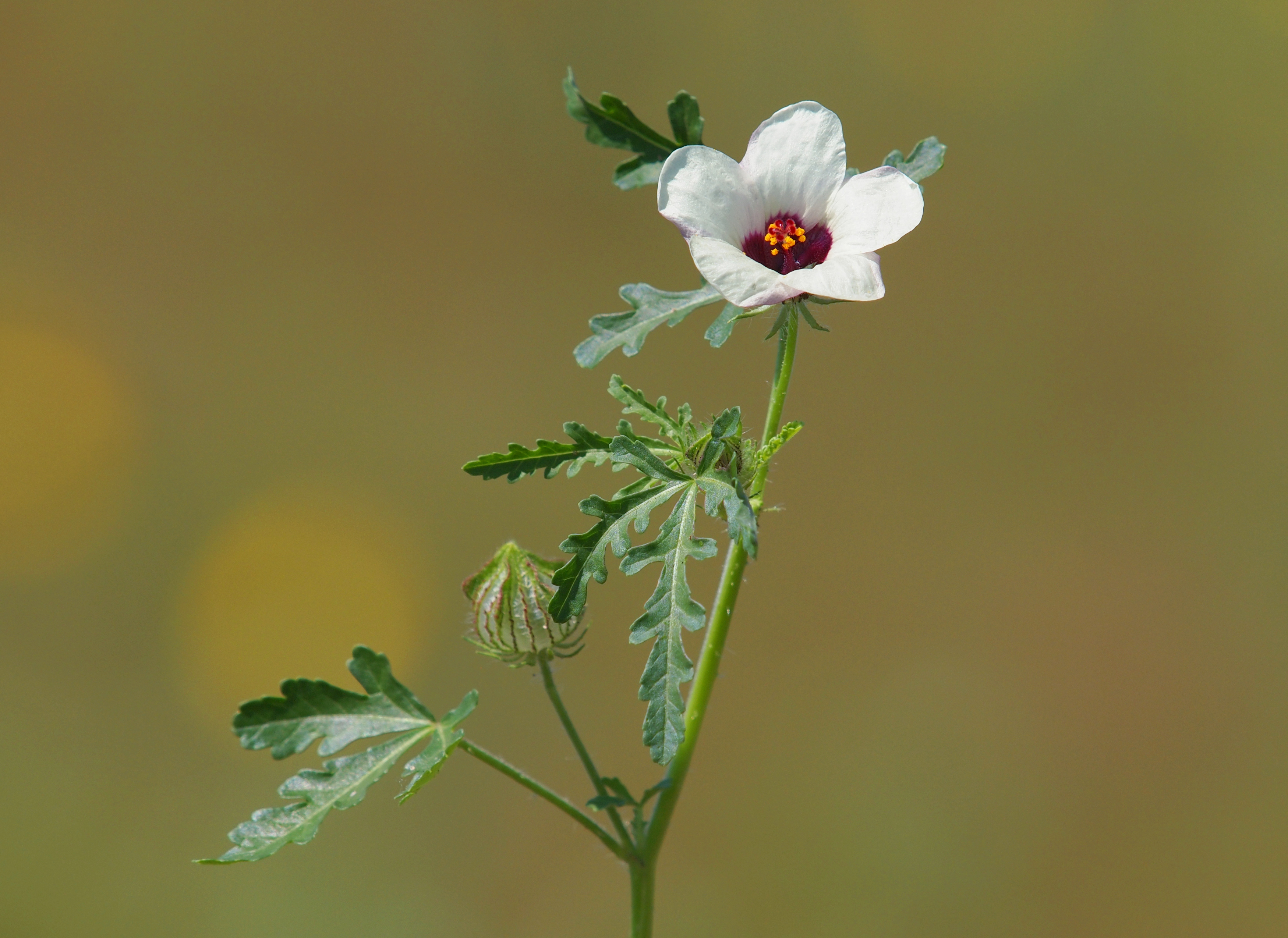 Źródło: Hibiscus trionum: Getty Images Hibiscus trionum