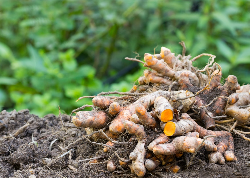 Kłącza (korzenie) kurkumy długiej (Curcuma longa)