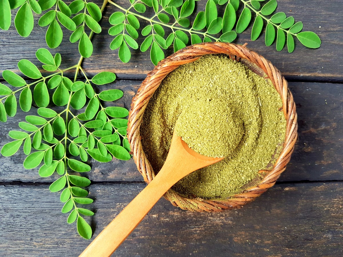 Moringa znalazła zastosowanie zarówno wewnątrz, jak i na zewnątrz budynków. Źródło: Getty Images Moringa zmielona w misce z wrzącą wodą, liście drzewa