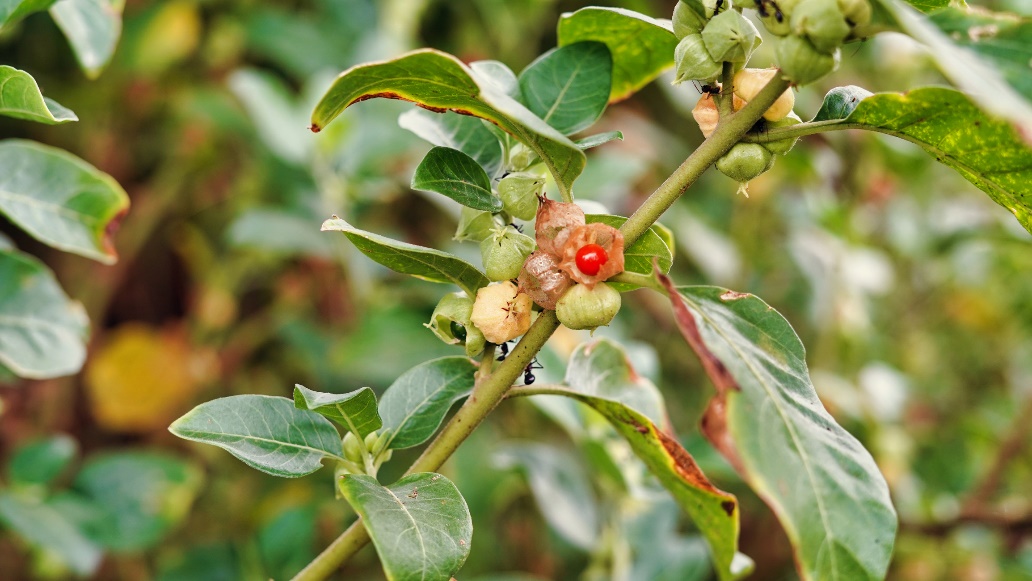 Roślina ashwagandha w naturze Źródło: Getty Images Roślina Ashwagandha w naturze