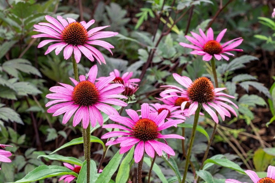 Echinacea purpurea rosnąca dziko. Źródło: Getty Images Roślina Echinacea purpurea