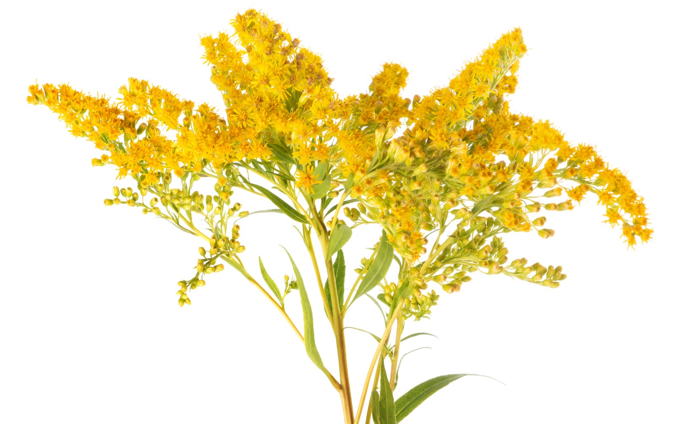 Nawłoć pospolita - Solidago virgaurea Źródło: Getty Images Solidago virgaurea - nawłoć pospolita