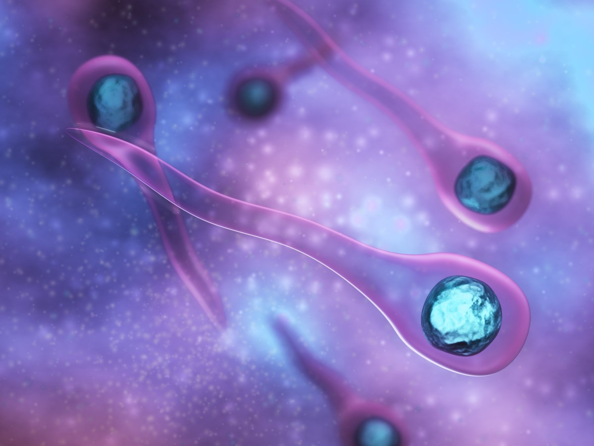 Bakterie Clostridium tetani Źródło: Getty Images Bakterie Clostridium tetani