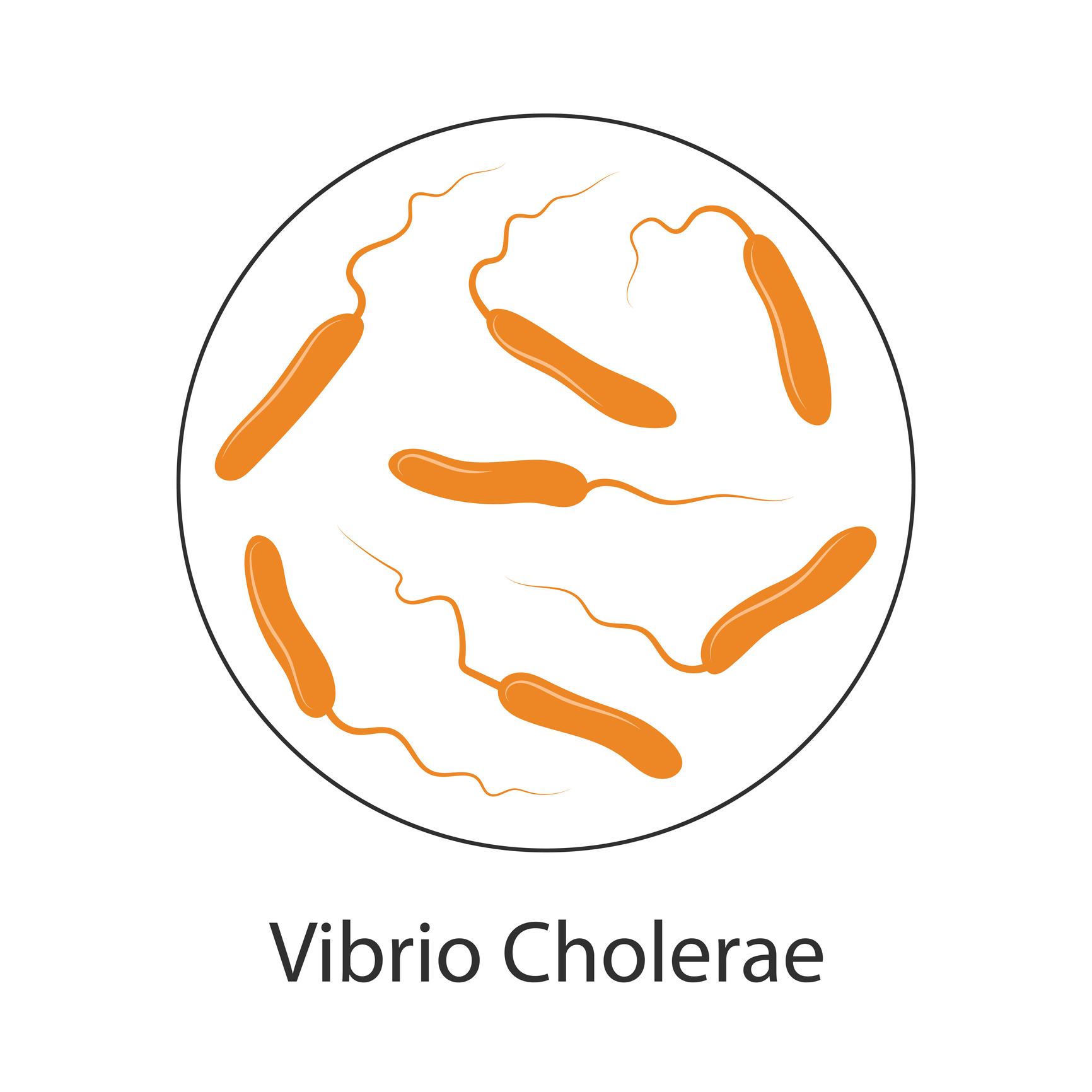 Bakterie cholery Vibrio cholerae