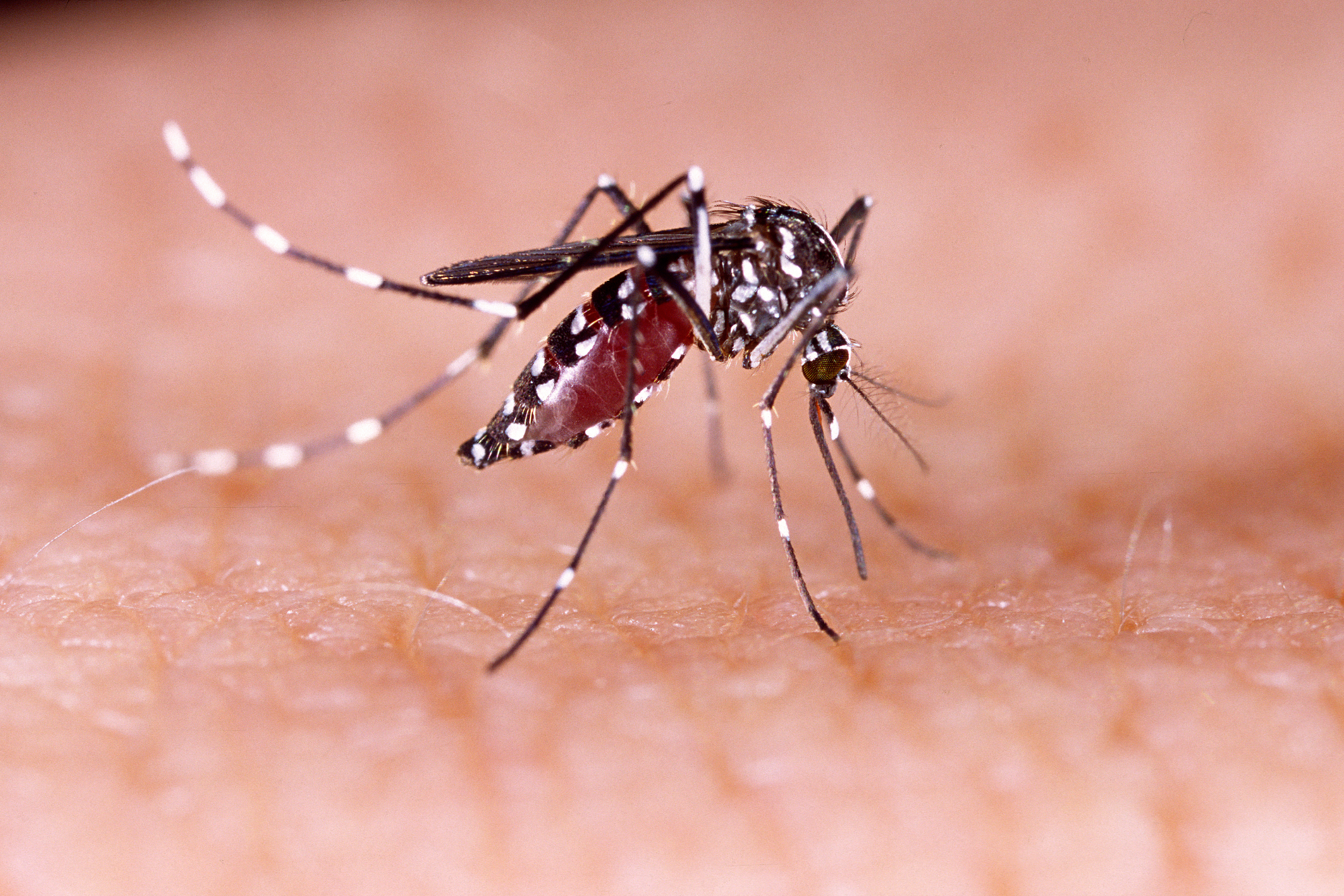 Tak wygląda komar Aedes aegypti. Źródło: Getty Images Komar Aedes aegypti