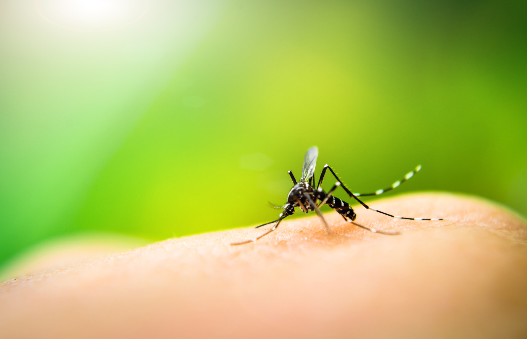 Komar Aedes aegypti Źródło: Getty Images Komar Aedes aegypti
