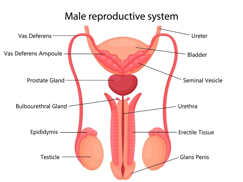 Męski układ rozrodczy: vas deferens (jajowód), Vas Deferens Ampoule (bańka jajowodu), Prostate gland (gruczoł krokowy), Bulbourethral Gland (gruczoł opuszkowo-cewkowy), Epidymis (najądrze), Testicle (jądro), Erectile Tissue (tkanka erekcyjna), Seminal Vesicle (pęcherzyk nasienny), Bladder (pęcherz moczowy). Ureter (moczowód). Źródło zdjęcia: Getty Images Męski układ rozrodczy