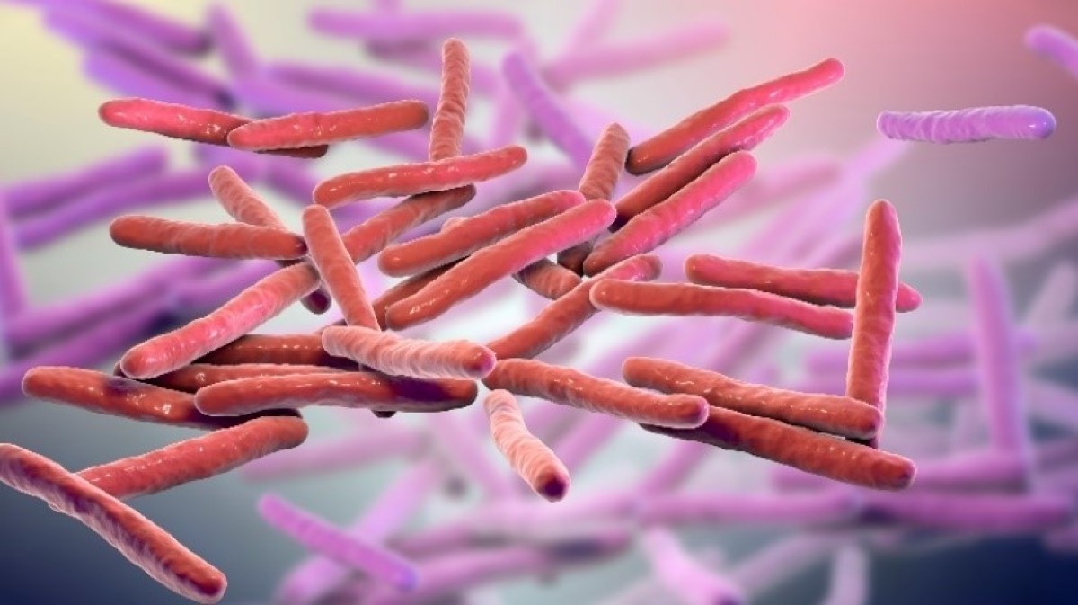 Wizualizacja 3D mikrokosmosu Mycobacterium leprae Źródło: Getty Images. Wizualizacja 3D mikrokosmosu Mycobacterium leprae (bakterii trądu)
