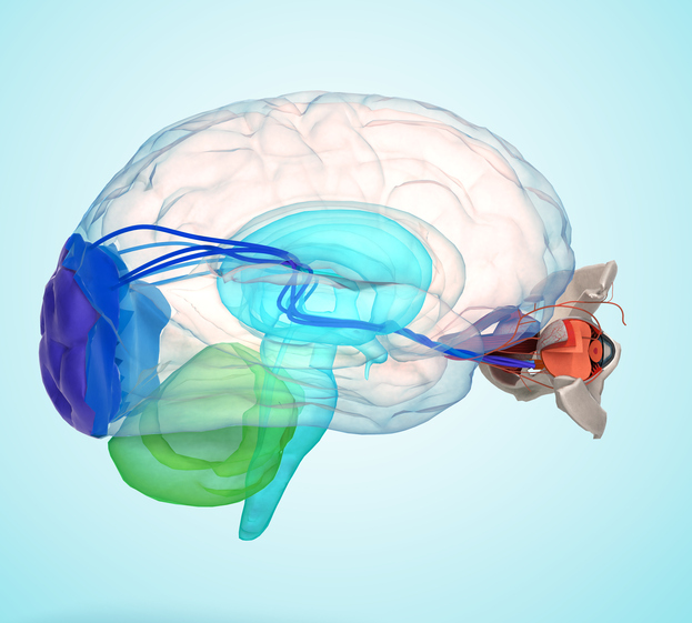 Oko i nerwy wzrokowe prowadzące do ośrodka wzroku w mózgu. Zdjęcie: Thinkstock Oko i mózg przedstawione anatomicznie