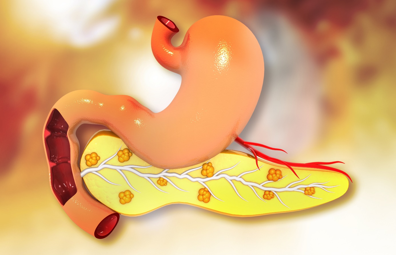 Pancreas - trzustka Źródło: Getty Images Trzustka - trzustka, widok anatomiczny