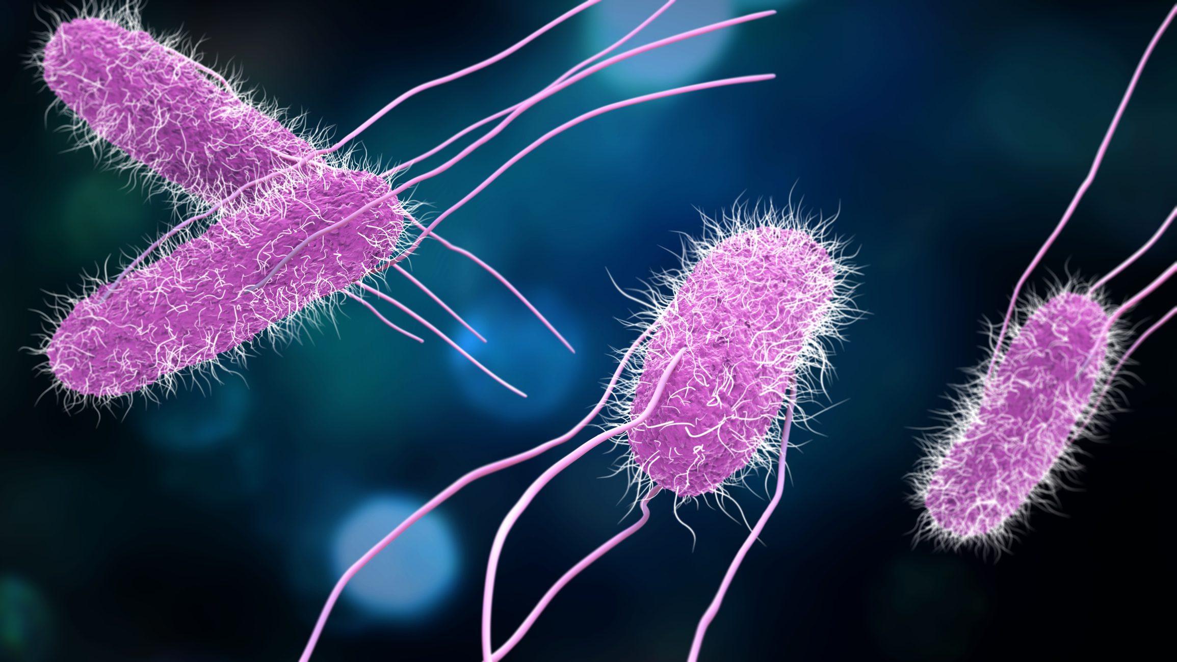 Salmonella - najczęściej Salmonella enteritidis - Salmonella = zakażenie Salmonella = zapalenie jelit Salmonella Źródło: Getty Images Model 3D bakterii Salmonella