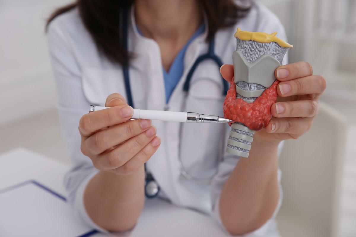 Anatomiczny model tarczycy. Źródło: Getty Images Model anatomiczny tarczycy - lekarz wskazuje model długopisem i trzyma go w dłoni.
