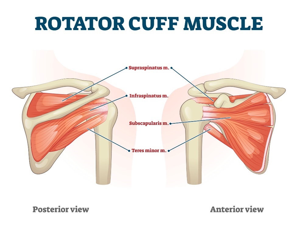 Mięśnie stożka rotatorów - widok z przodu i z tyłu. Supraspinatus (mięsień nadgrzebieniowy), Infraspinatus (mięsień podłopatkowy), Subscapularis (mięsień podłopatkowy) i Teres minor (mały zaokrąglony mięsień). Źródło: Getty Images Mięśnie mankietu rotatorów