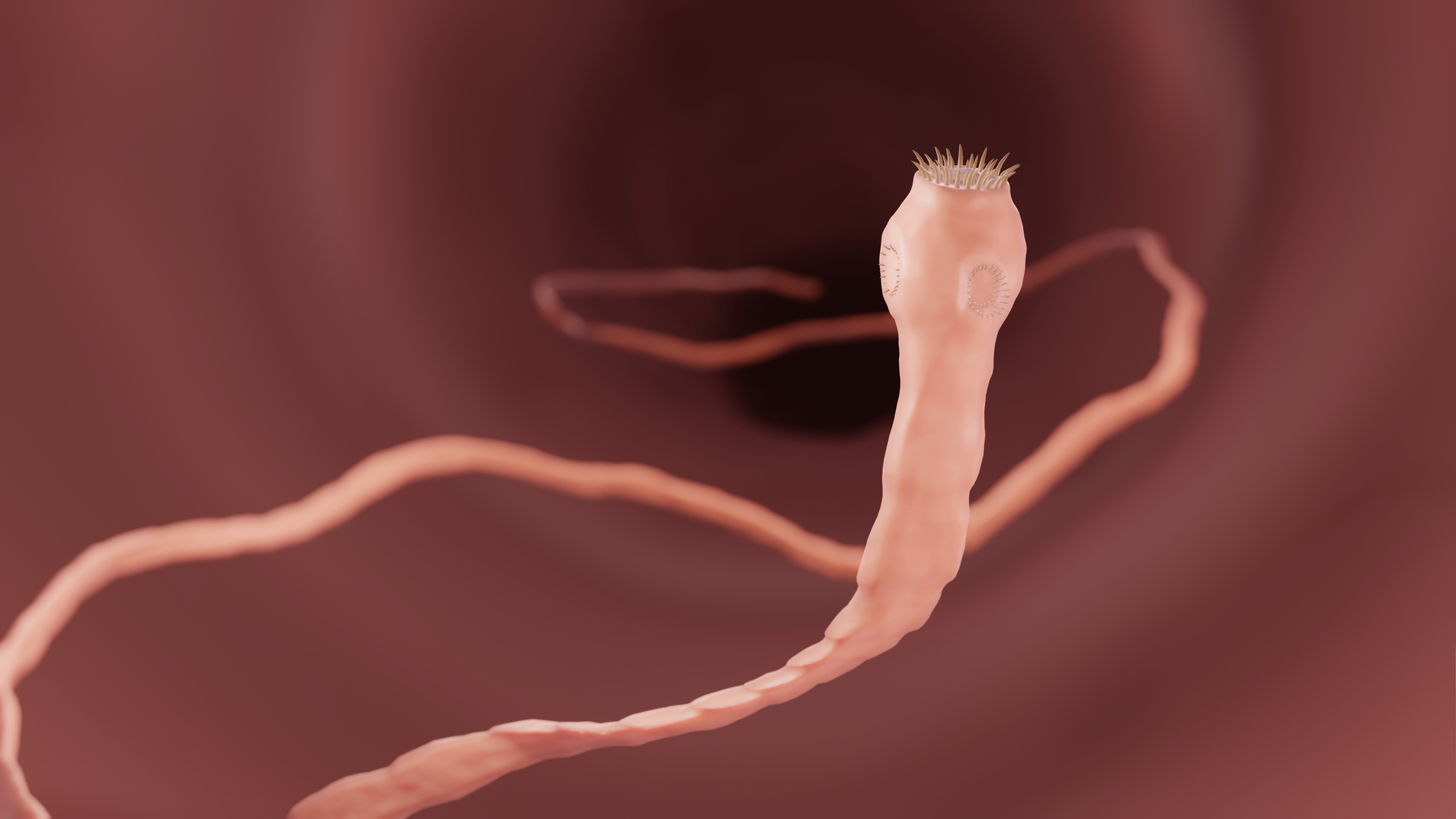 Teniasis - tasiemiec jako czynnik wywołujący choroby i problemy zdrowotne - pasożyt jelitowy. Źródło: Getty Images Teniasis, tasiemiec