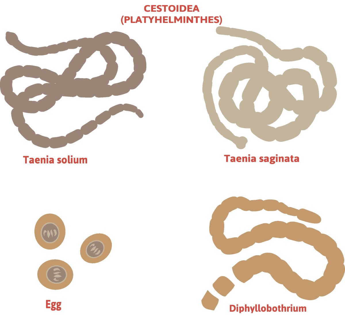 Taenia saginata (tasiemiec bezbronny) i Taenia solium (tasiemiec długonogi). Źródło: Getty Images Taenia - podział tasiemców - Taenia solium (tasiemiec długonogi) + Taenia saginata (tasiemiec bezbronny)