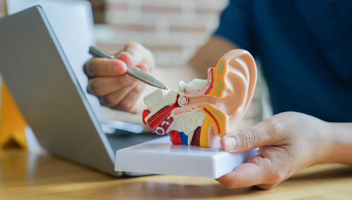Utrata słuchu jest spowodowana nieprawidłowym funkcjonowaniem małych kosteczek słuchowych. Źródło: Getty Images Anatomiczny model ucha