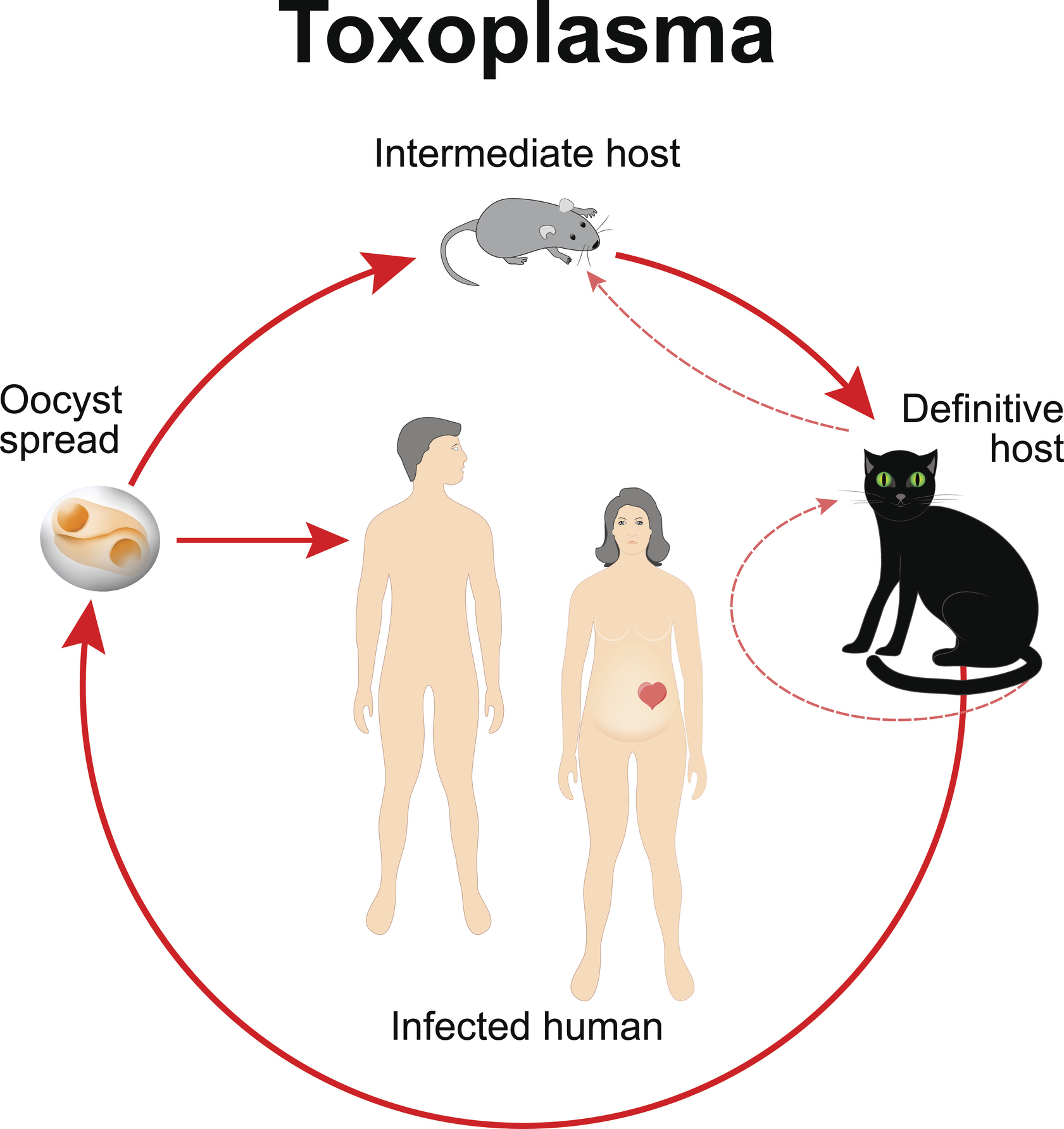 Cykl życiowy Toxoplasma gondii. Źródło: Getty Images Cykl życiowy Toxoplasma gondii