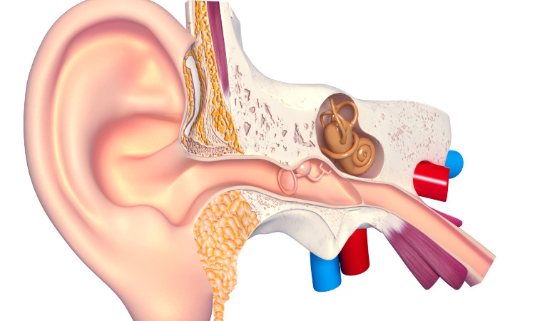 rysunek anatomiczny układu słuchowego