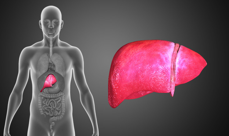 Anatomiczna lokalizacja wątroby Źródło: Zdjęcie Thinkstock półprzezroczysty model człowieka z widocznym układem trawiennym po prawej stronie i ludzką wątrobą po lewej stronie