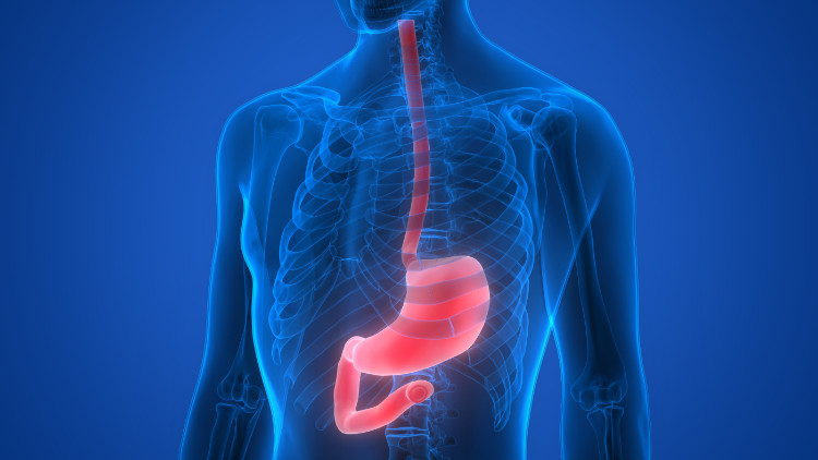 Anatomiczna lokalizacja przełyku. Źródło: Getty Images niebieska sylwetka mężczyzny z anatomicznie przedstawionym żołądkiem i przełykiem w kolorze czerwonym