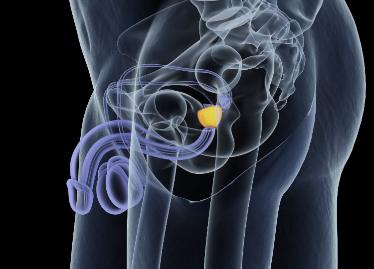 Anatomiczne położenie gruczołu krokowego Źródło: Getty Images anatomiczne umiejscowienie prostaty