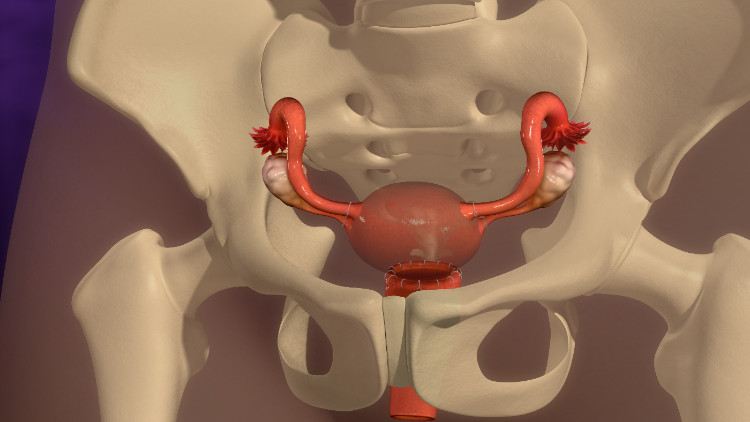 Anatomiczne położenie macicy w miednicy małej Źródło: thinkstock photos macica anatomicznie umiejscowiona w szkielecie kostnym miednicy małej