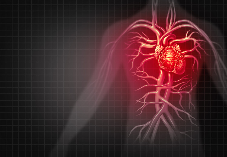 czerwona sylwetka mężczyzny z anatomicznym przedstawieniem serca