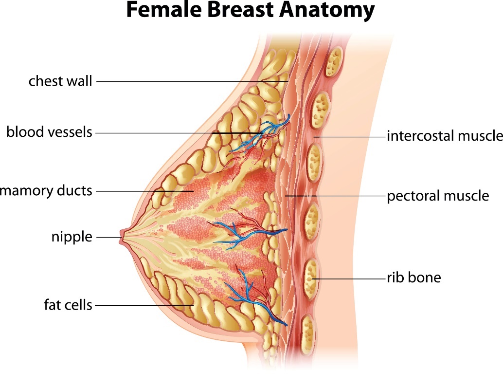 Anatomia kobiecej piersi. Ściana klatki piersiowej, naczynia krwionośne, przewody sutkowe, sutek, komórki tłuszczowe, mięsień międzyżebrowy, mięsień piersiowy, kość żebrowa. Źródło: Getty Images Anatomia kobiecej piersi