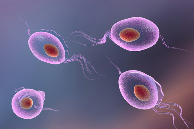 Rzęsistkowica (whipworm) Źródło: Getty Images wiciowiec wywołujący rzęsistkowicę