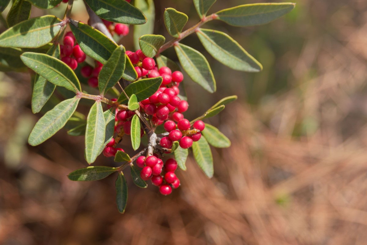 Pistacia mastix (P. lentiscus) jest szeroko rozpowszechniona jako drzewo lub krzew, zwłaszcza na obszarach przybrzeżnych Morza Śródziemnego.