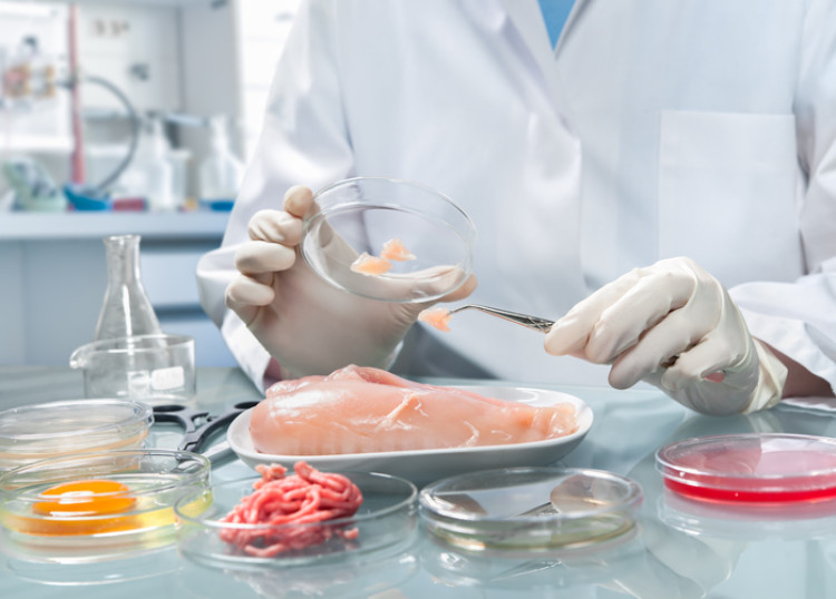 Technik laboratoryjny trzymający szalkę Petriego badający bakterie w mięsie
