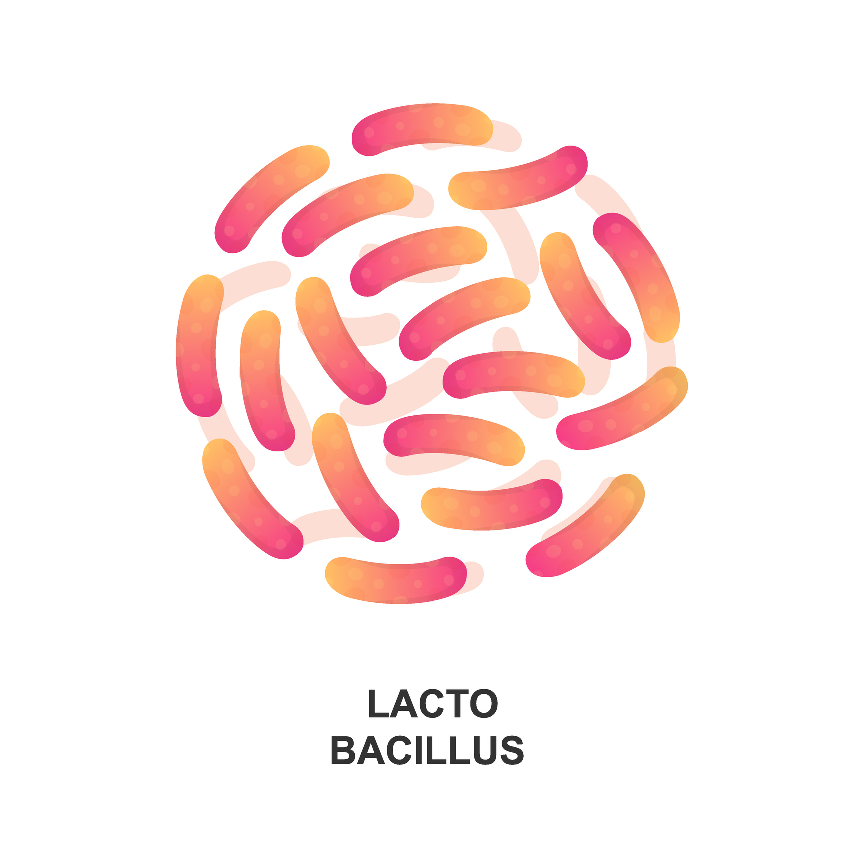 Źródło: Lactobacillus: Getty Images Lactobacillus