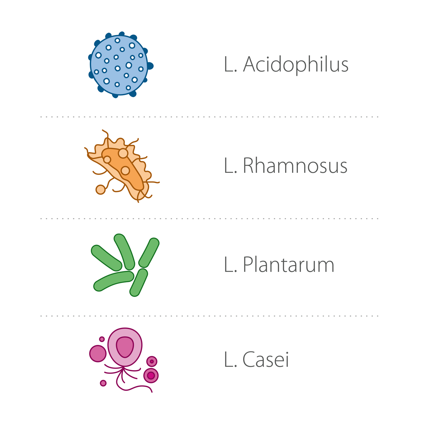 Źródło: Lactobacilli: Getty Images Lactobacillus - gatunek