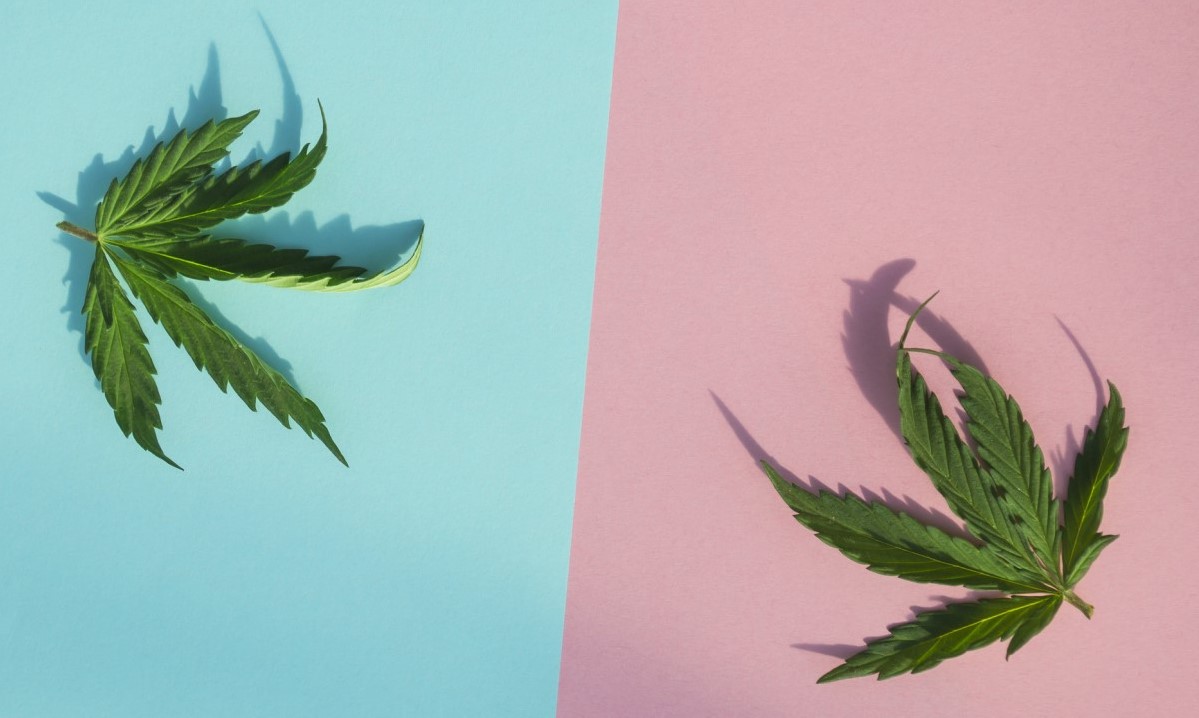 CBD vs. THC. Źródło: Getty Images CBD kontra THC kontra siebie nawzajem, dwa liście na niebieskiej i różowej kolumnie