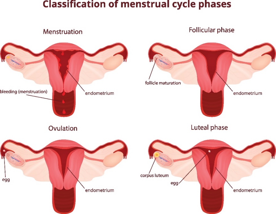4 fazy cyklu menstruacyjnego