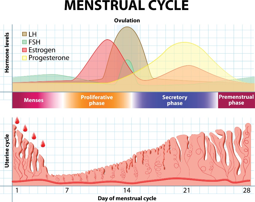 Cykl menstruacyjny i zmiany hormonów oraz wyściółki macicy w czasie.