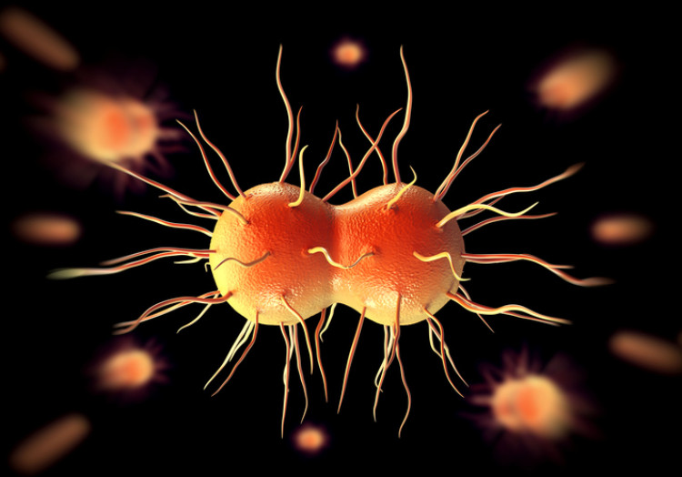 Bakterie rzeżączki, Neisseria gonorrhoeae Źródło: Getty Images Neisseria gonorrhoeae lub bakterie rzeżączki, rzeżączka, Gram-ujemny diplococcus