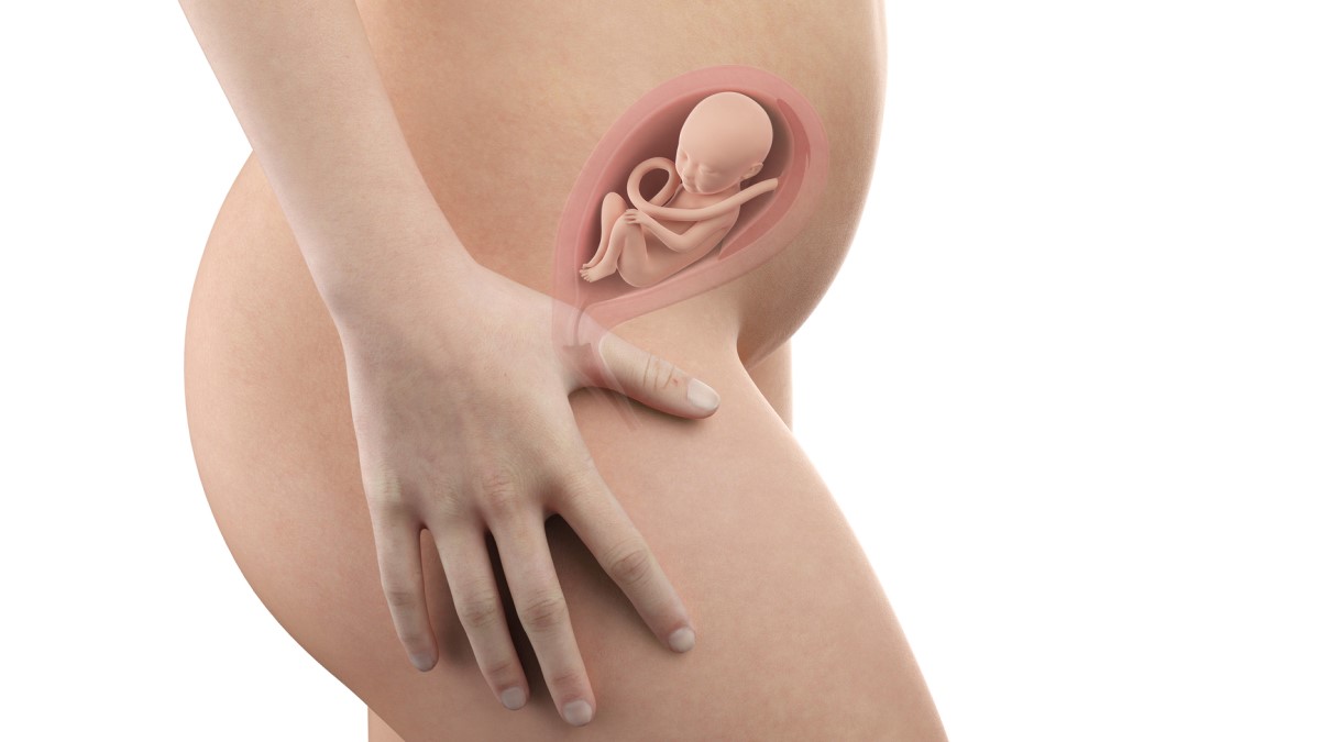 Kobieta w ciąży i widok anatomiczny płodu in utero w 21 tygodniu ciąży