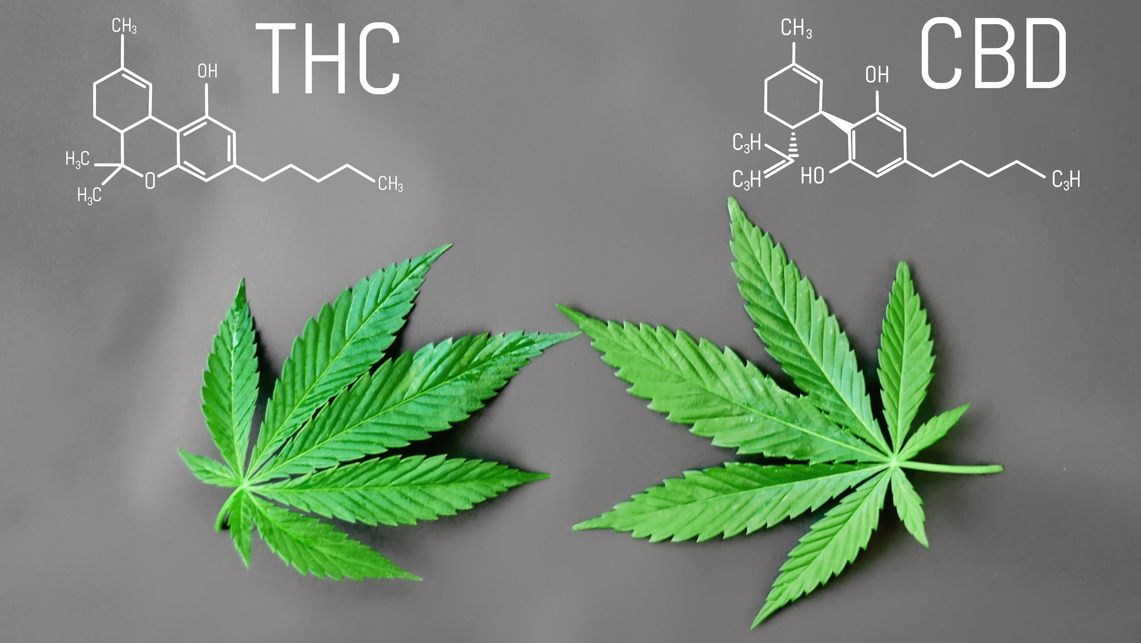 Cząsteczki THC i CBD Źródło: Getty Images Cząsteczki THC i CBD