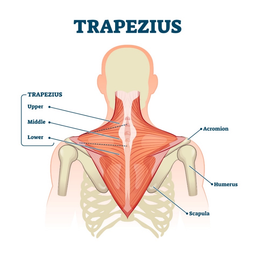 Mięsień trapezowy (musculus trapezius) - górne, środkowe i dolne włókna mięśnia. Acromion (wyrostek łopatki powyżej stawu barkowego, Humerus - kość ramienna, Scapula - łopatka). Źródło: Getty Images Mięsień trapezowy (musculus trapezius) - górne, środkowe i dolne włókna mięśnia. Acromion (wyrostek łopatki powyżej stawu barkowego, Humerus - kość ramienna, Scapula - łopatka).