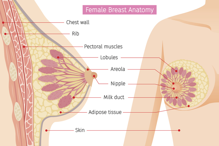 Anatomia kobiecej piersi: Chest wall - klatka piersiowa, Rib - żebro, Pectoral muscles - mięśnie piersiowe, Lobules - zraziki gruczołu sutkowego, Areola - guzki ujścia gruczołu, Nipple - sutek, Milk duct - przewód mleczny, Adipose tissue - tkanka tłuszczowa, Skin - skóra. Źródło: Getty Images Anatomia kobiecych piersi