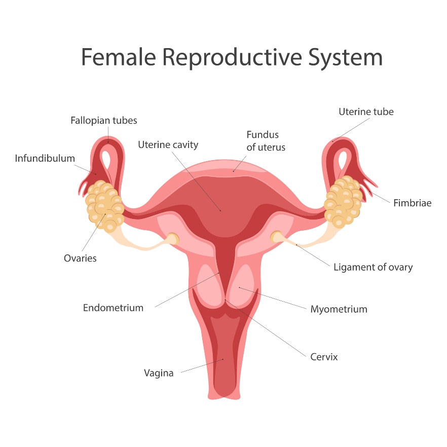 Żeński układ rozrodczy: jajniki, endometrium, pochwa, szyjka macicy, myometrium, więzadło jajnika, fimbria, rurka macicy, dno macicy, jama macicy Źródło: Getty Images Żeński układ rozrodczy