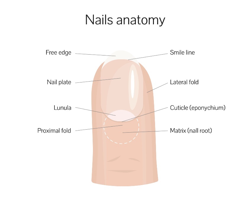 Anatomia paznokcia: wolny brzeg, linia uśmiechu, płytka paznokcia, fałd boczny, lunula, fałd proksymalny, macierz korzenia paznokcia. Źródło: Getty Images Anatomia paznokcia
