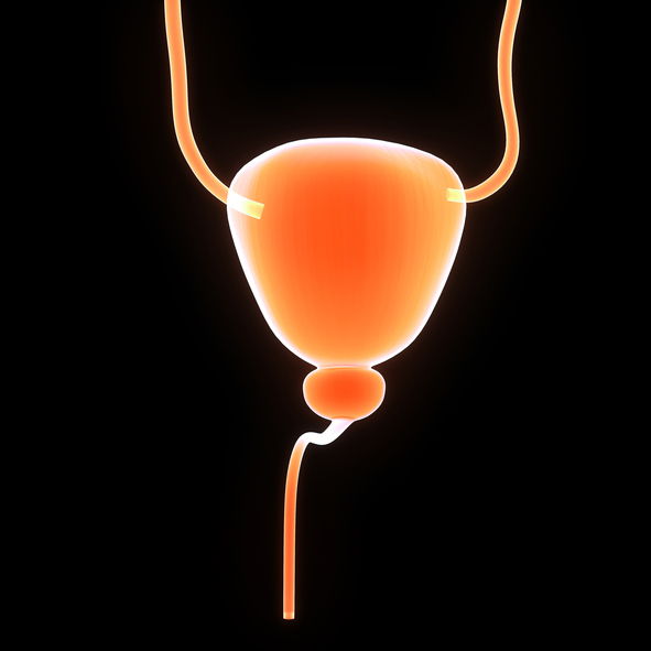 Moczowody, pęcherz moczowy, prostata i cewka moczowa. Źródło zdjęcia: Getty Images układ moczowy, moczowody, pęcherz moczowy, prostata, cewka moczowa