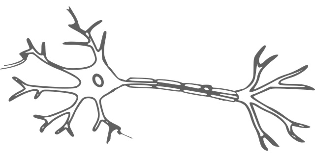 komórka nerwowa, neuron