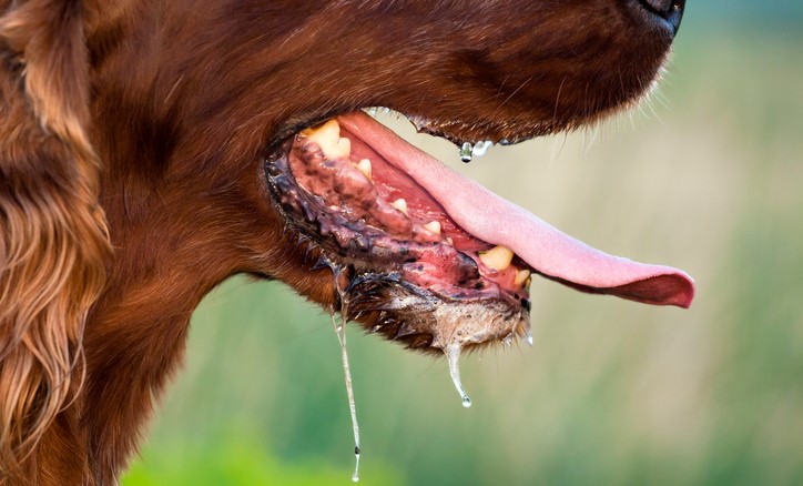 Przenoszenie wirusa po ukąszeniu, przez ślinę. Źródło zdjęcia: Thinkstock photos Ślinienie się psa, możliwe przenoszenie chorób, takich jak wścieklizna
